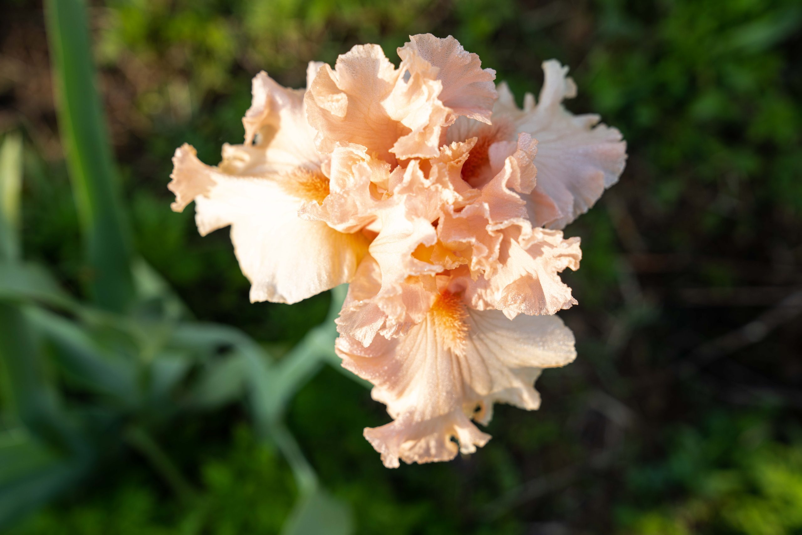 Peach iris in a cut flower garden
