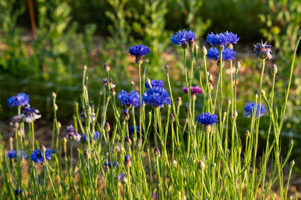 Bachelor's Buttons