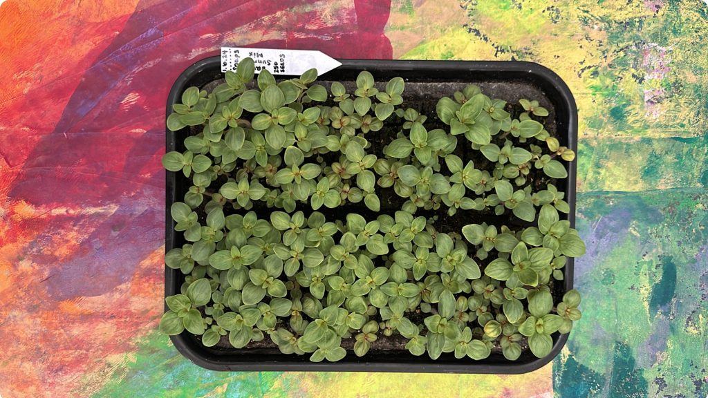 A tray of one month old Snapdragon seedlings that were pricked out and placed into soil blocks.