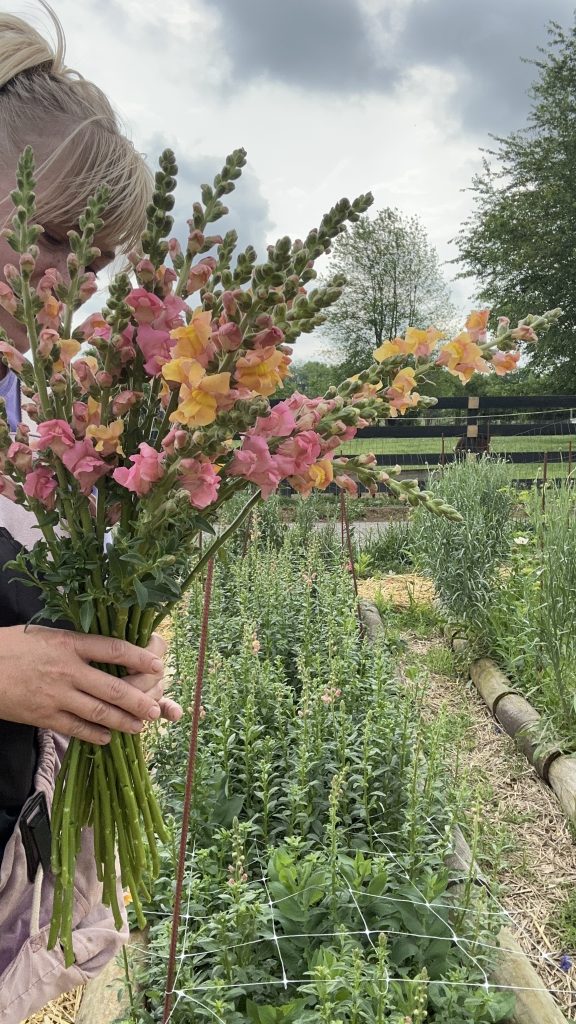 Fresh cut bundle of Snapdragons in May here in Tennessee along with a row of Snapdragons in the background.