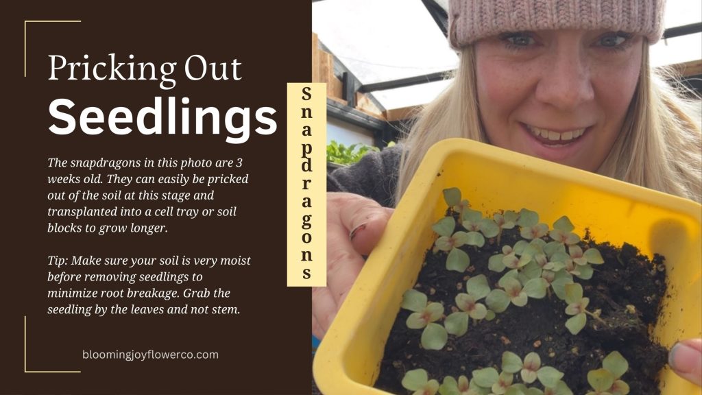 Pricking Out Snapdragon Seedling Graphic