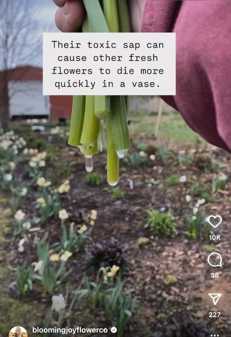 Daffodil sap oozing out of the stem after harvesting.