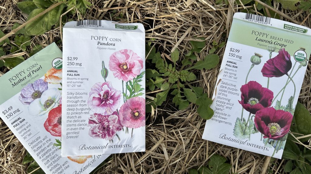 About a 3 month old poppy plant growing next to the seed packets. It has been outside growing since January.