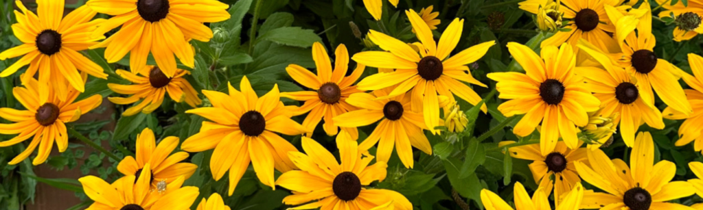 5 Hard-Earned Lessons I've Learned from My Years as a Flower Farmer