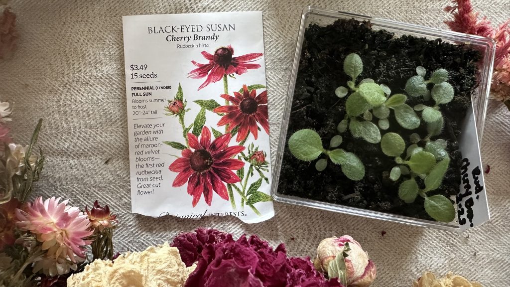4 week old Rudbeckia seedlings.