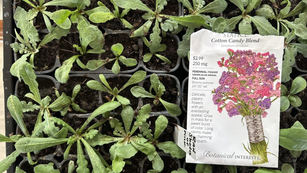 4 week old Statice Seedlings