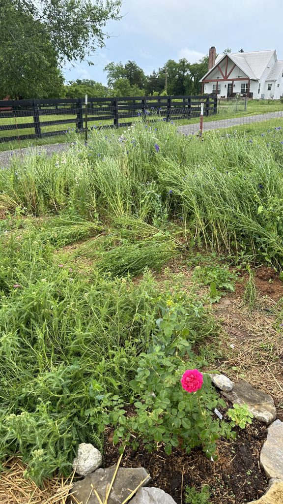 This is storm damage done to my cut flower field in May after a bad thunderstorm and a tornado a few miles away. I did not have the yarrow or bachelors button supported/netted and you can see them laying over. There was no saving these flowers. They went to compost and replated with summer flowers.