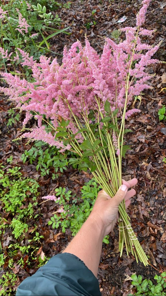 Pink Astilbe