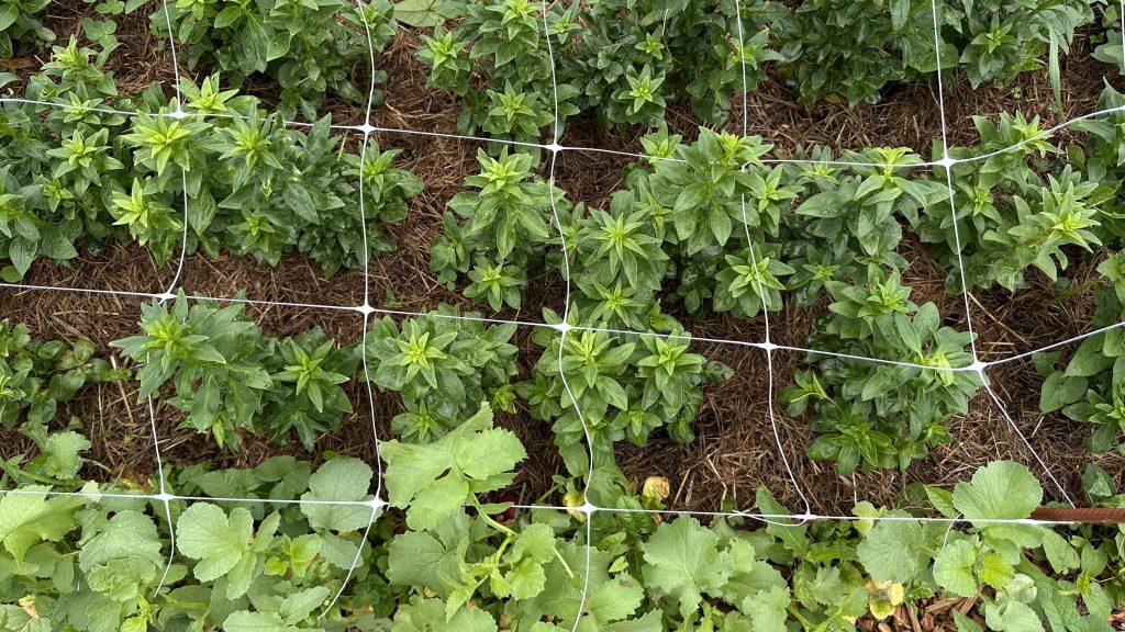 Snapdragons And Radish