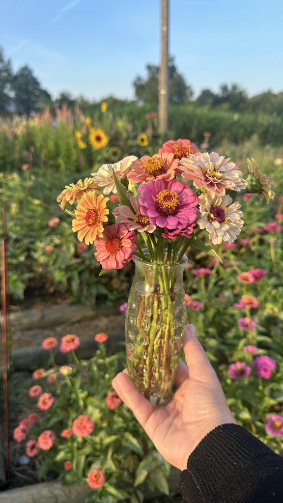 Mini Zinnias