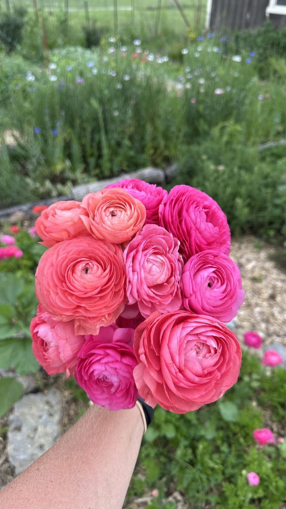 Pink Ranunuclus