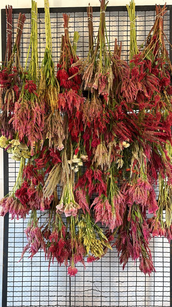 Celosia hanging to dry.