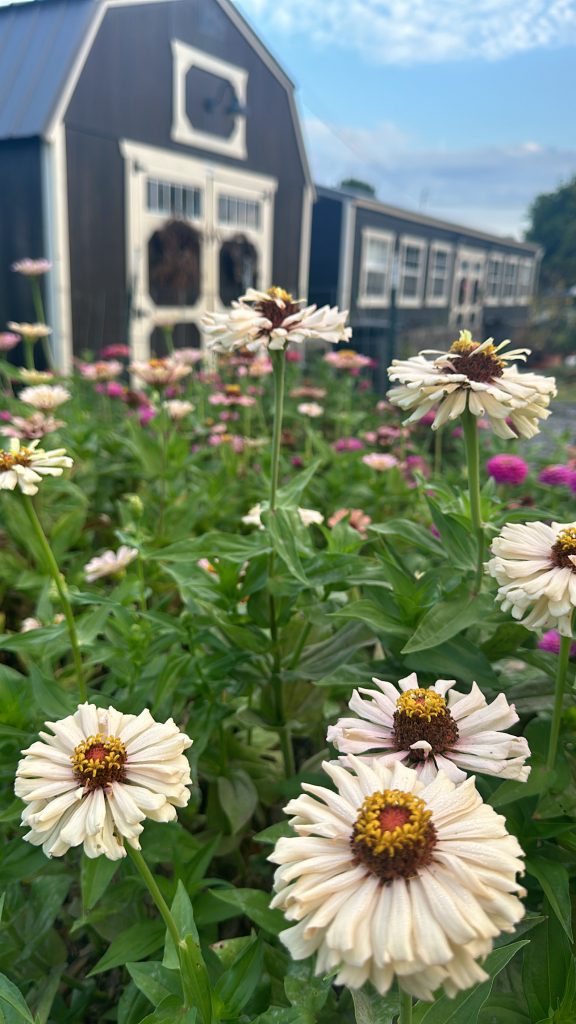 You can see botrytis starting to appear on the Zinnia leaves at the bottom of the photo. This is a common fungal disease for Zinnias.