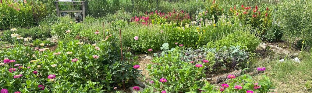 Zinnia Flower Harvesting Checklist