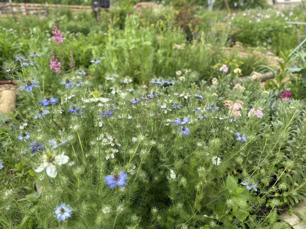 10 Flower Seeds to Sow in the Ground for a Cut Flower Garden