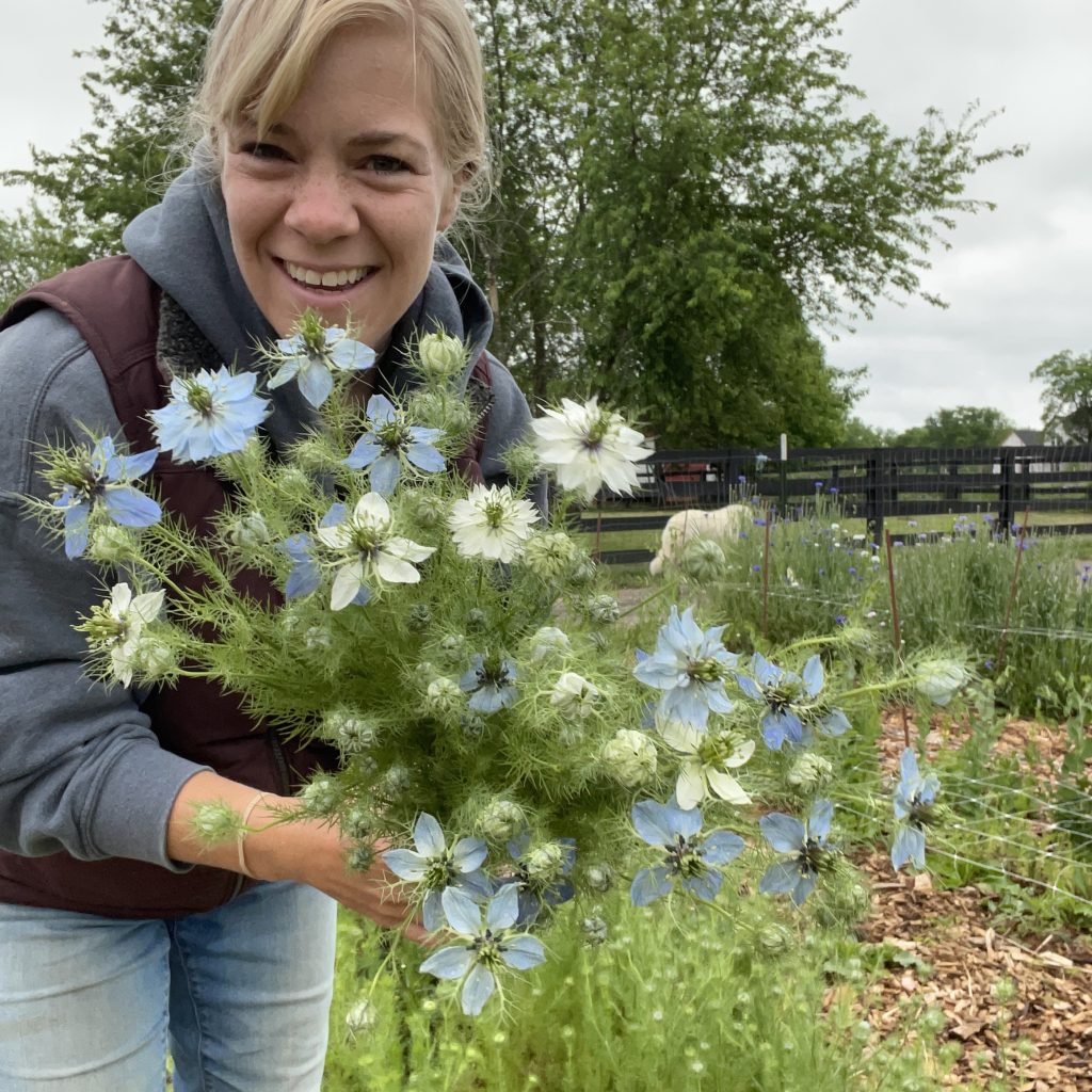 Nigella in bloom in the Spring after growing slowly all winter.