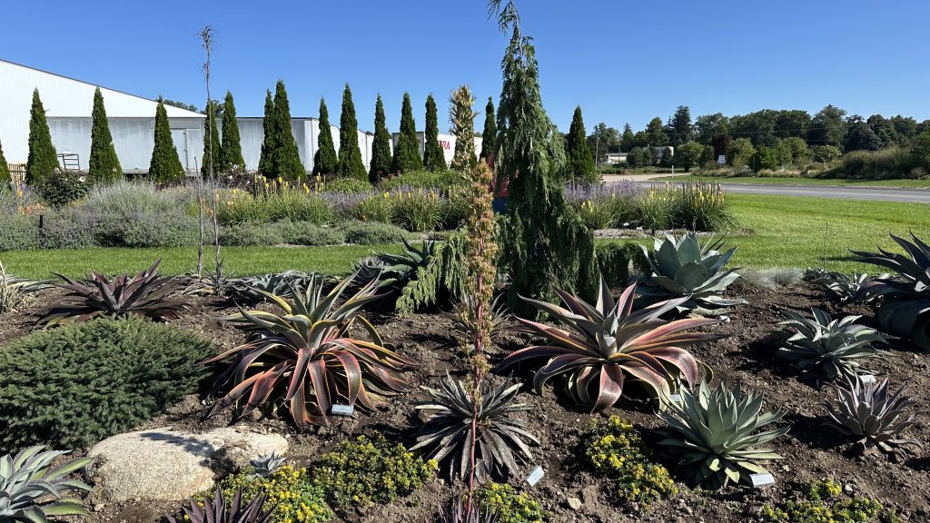 Discover Enchanting Mangaves at Walters Gardens