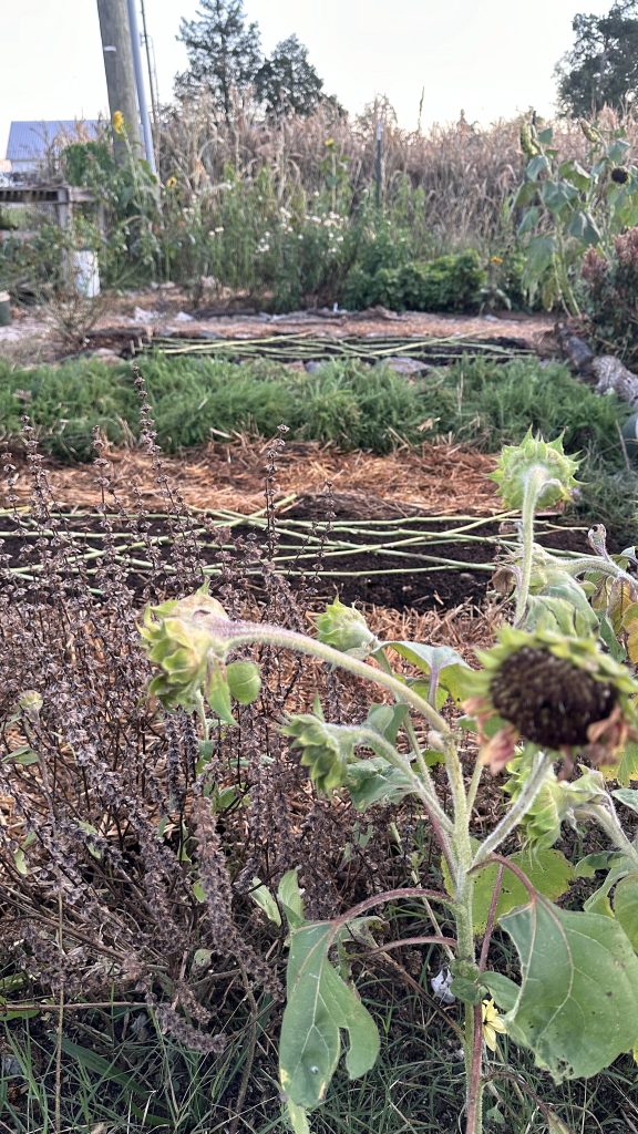 Fall Garden Beds With Sunflowers