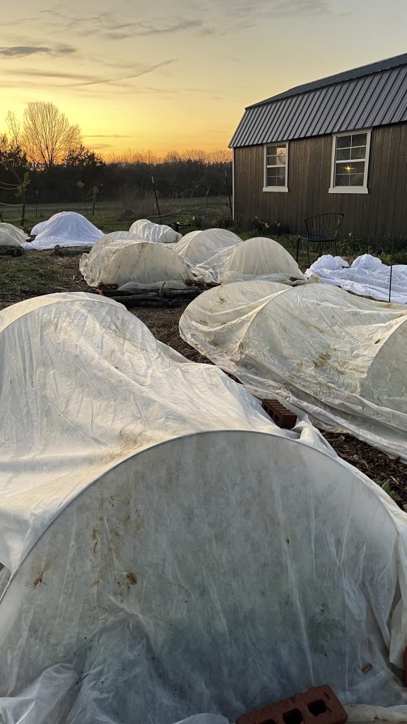 Frost Cloth At Sunset