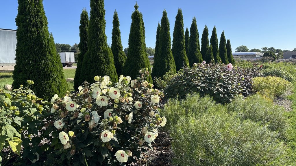 Walters Gardens Perennial Hibiscus Treeline