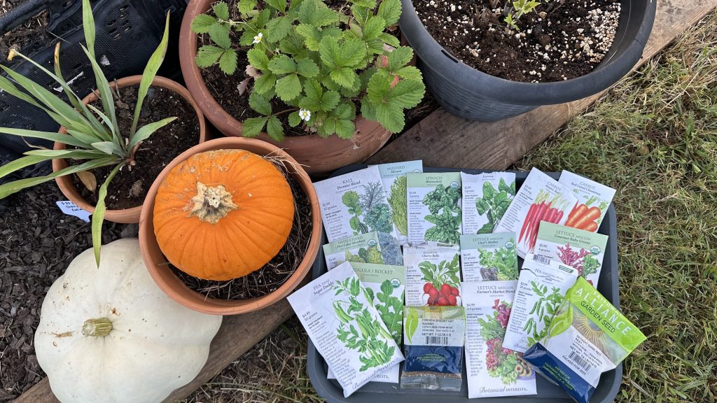 Fall Vegetable Seeds 1