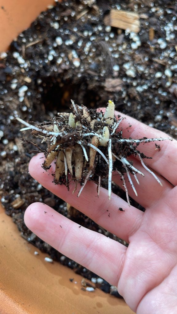 This is a ranunculus corm that has sprouted after a few weeks in potting mix.